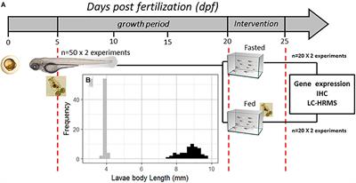 Fasting Upregulates npy, agrp, and ghsr Without Increasing Ghrelin Levels in Zebrafish (Danio rerio) Larvae